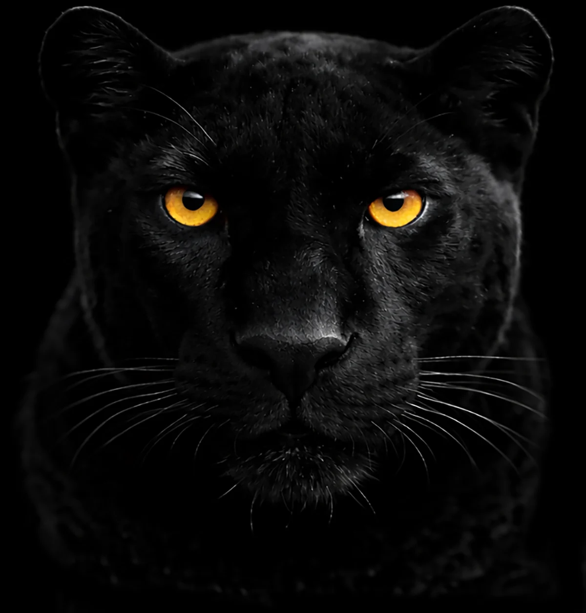BlackShadow Master Zoom Set 1 Blackshadow portrait zoom